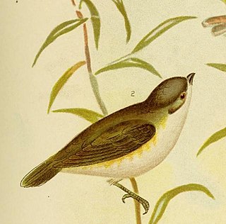 Green-backed gerygone Species of bird