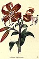 The botanic garden (Plate 14) - Lilium tigrinum.jpg