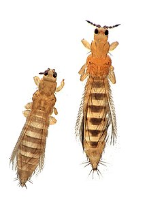 <i>Thrips tabaci</i> species of insect