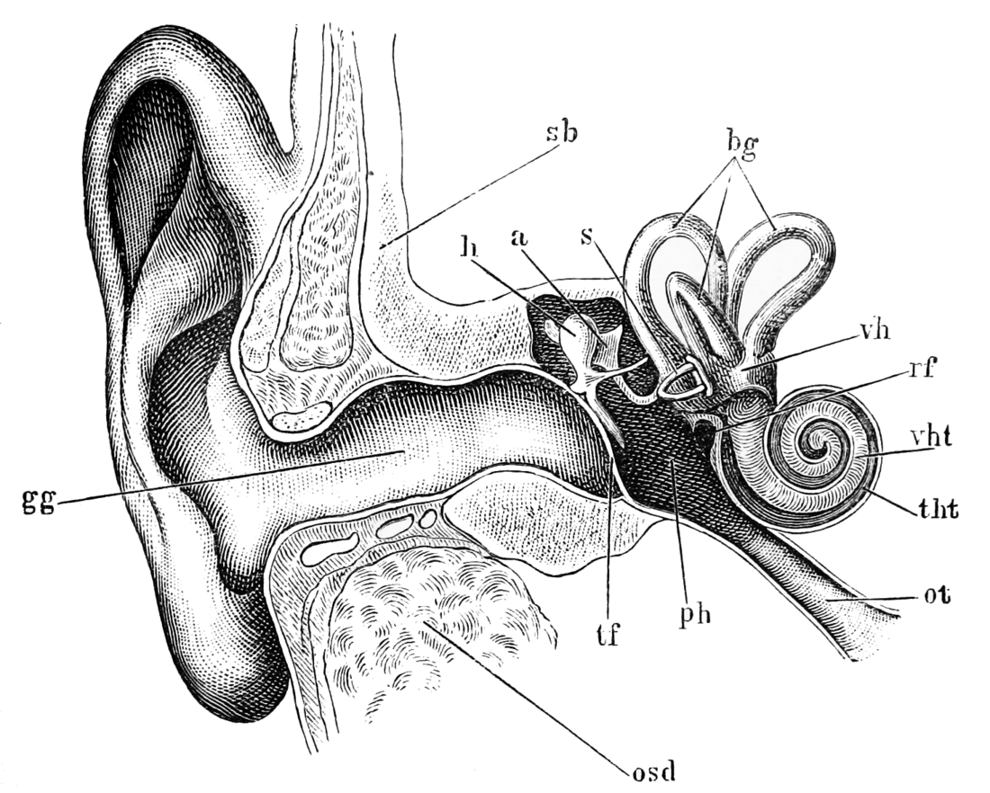 Audiologie