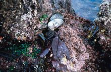 Two black abalone shells in a tide pool at low tide Tidepools 300.jpg