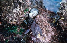 « Tidepools » (bassins inondés à marée basse)