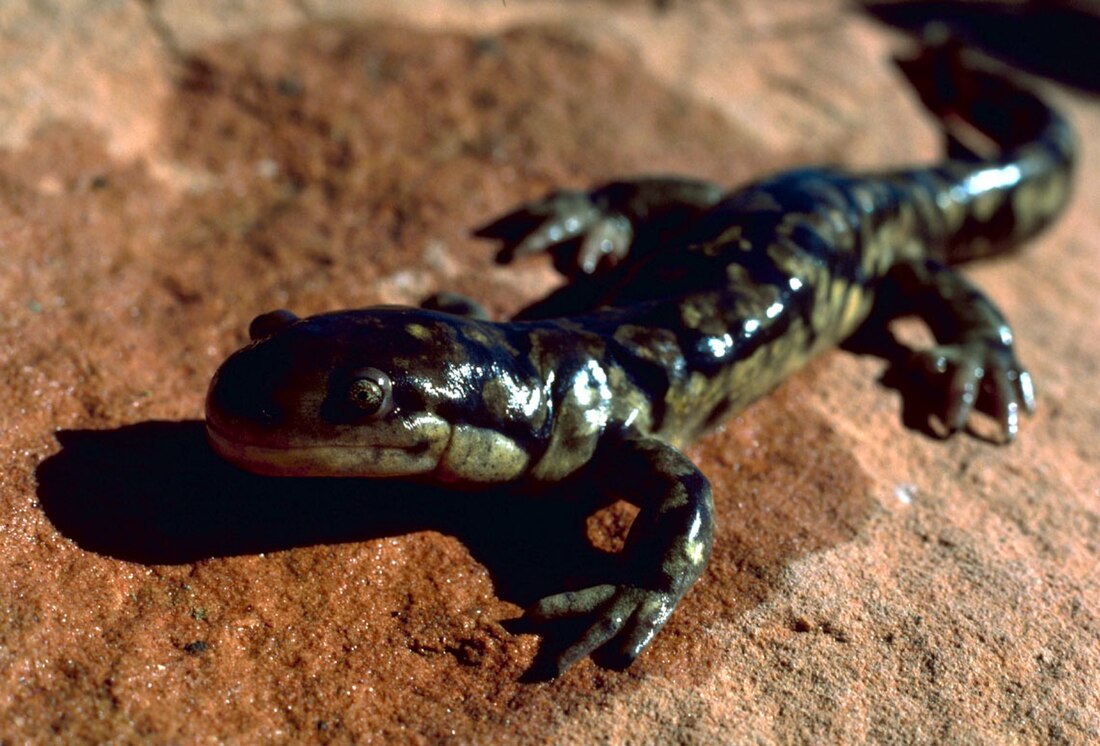 Tigersalamander