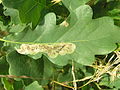 Tischeria complanella
