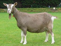 6 самых популярных восточных пород коз и как правильно их содержать
