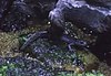 Tokyo Salamander (Hynobius tokyoensis) - GRB.JPG