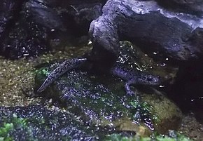 Bildbeschreibung des Tokyo Salamander (Hynobius tokyoensis) - GRB.JPG.