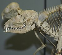 Skeleton of Tragulus javanicus at the Smithsonian National Museum of Natural History in a close-up view of the skull. Tragulus javanicus 3zz.jpg