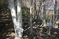 宮妻登山口からの南尾根の登山道