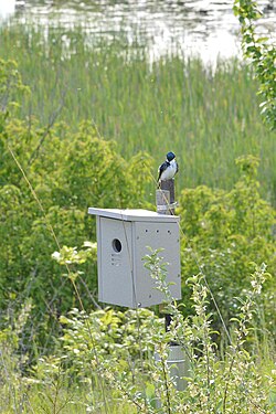 Tree Swallow (Tachycineta bicolor)