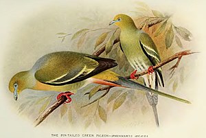 Pointed-tailed green pigeon