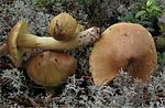 Tricholoma aestuans-en irudi txikia