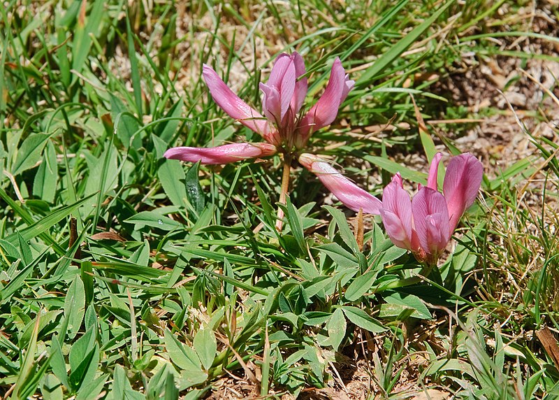 File:Trifolium alpinum.jpg