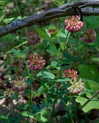 <i>Trifolium reflexum</i> Species of legume