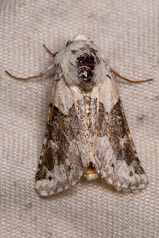 <i>Triocnemis</i> Genus of moths