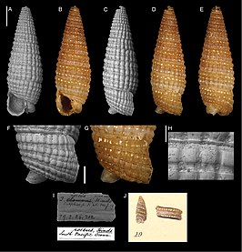 Mastonia rosea