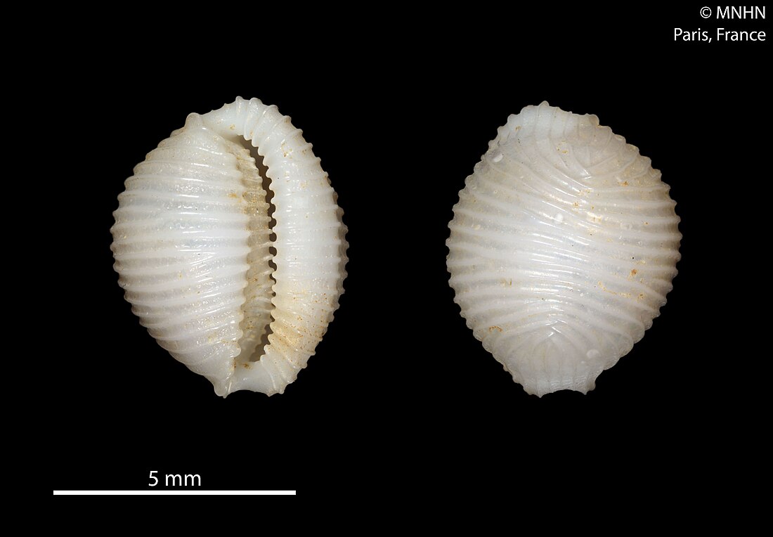 Cypraeoidea