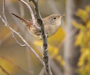 Troglodyte domestique (Troglodytes aedon)