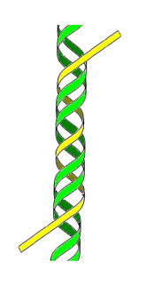 ADN H ou triplex (3e brin en jaune)