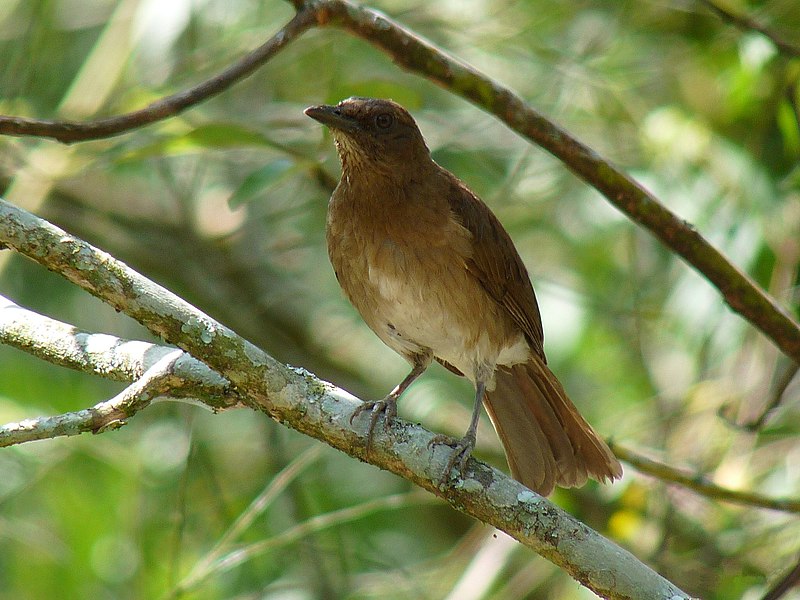 File:Turdus ignobilis -Manizales, Caldas, Colombia-8.jpg