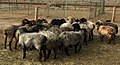 Овцы в Туркменистане