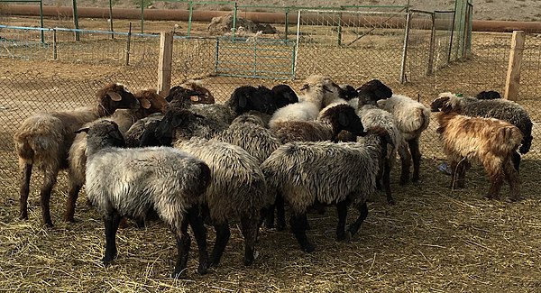 Sheep in Turkmenistan