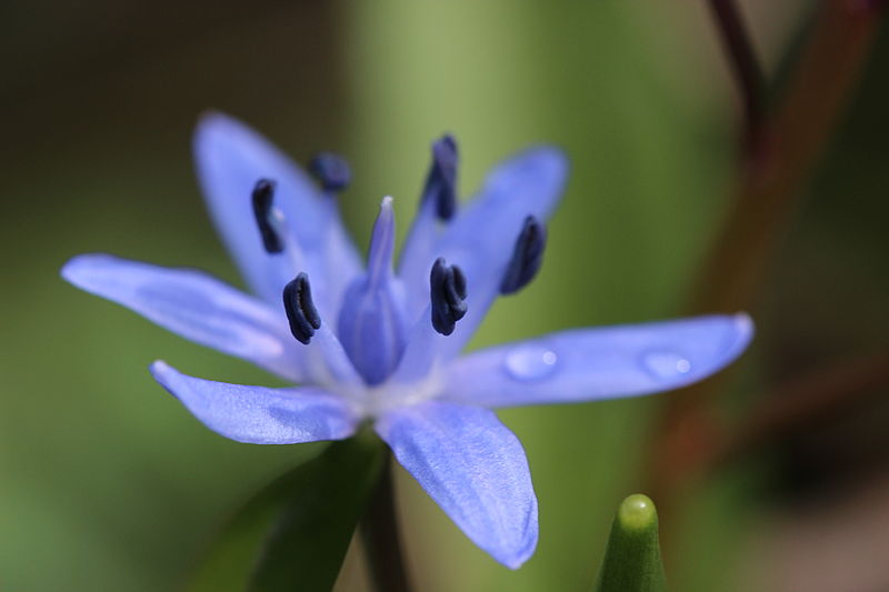 File:Two-leaf Squill - Scilla bifolia (12900273055).jpg