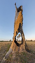 Two Arecaceae in the fields viewed through a hole in a tree stump in Laos at sunrise.jpg
