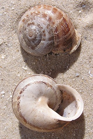 <i>Eobania vermiculata</i> Species of gastropod