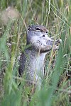 Urocitellus armatus från Wyoming.