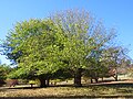 Ulmus glabra in Golden Valley Tree Park, May 2022.jpg