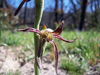 P. nigricans Undertaker Orchid 2.JPG