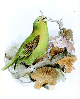 <span class="mw-page-title-main">Spot-winged parrotlet</span> Species of bird