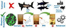 Thraustochytrids as an alternative to marine fish for dietary supplements. Use of Thraustochytrids for Supplements.jpg