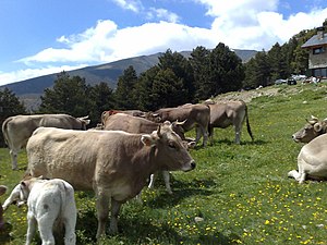 Bou: Nomenclatura, Descripció, Dieta