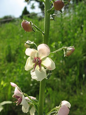 Verbascum Blattaria 1.jpg