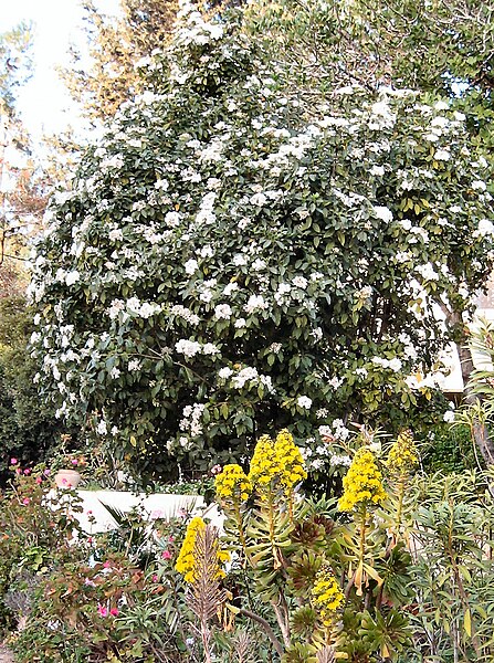 File:Viburnum tinus at Kedumim 3.jpg