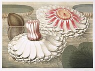 William Sharp (1803-1875), Victoria Regia - Intermediate Stages of Bloom, 1854