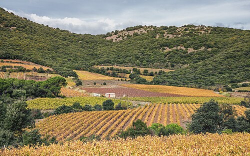 Vineyards in autumn