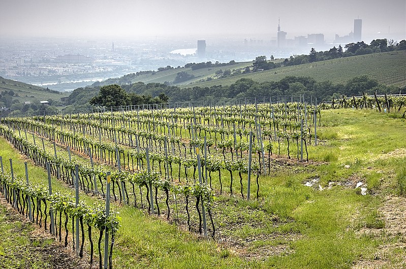 File:Vineyards in Döbling 03.jpg