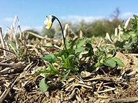 Akkerviooltje (Viola arvensis), een zeer algemeen akkeronkruid met een kosmopolitische verspreiding