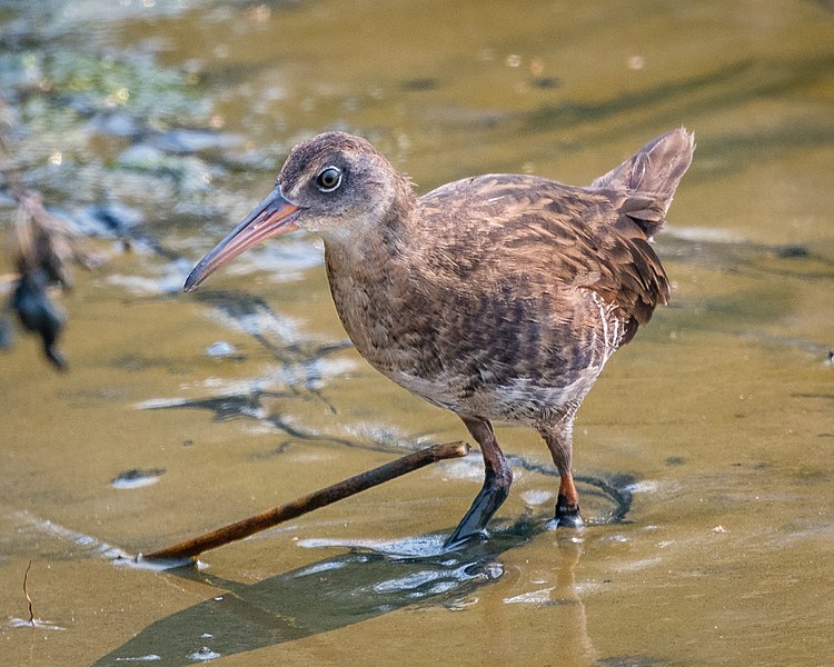 File:Virginia Rail (37007776135).jpg