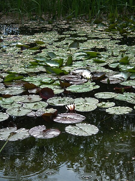 File:Vogelpark Zuzenhausen Seerosenteich.JPG