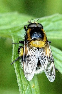 Volucella bombylans