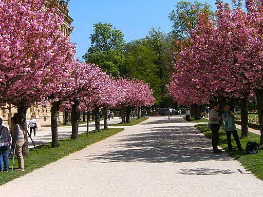 Würzburg-residenz-hofgarten-kirschblütenallee