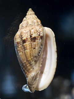 <i>Voluta polypleura</i> species of mollusc