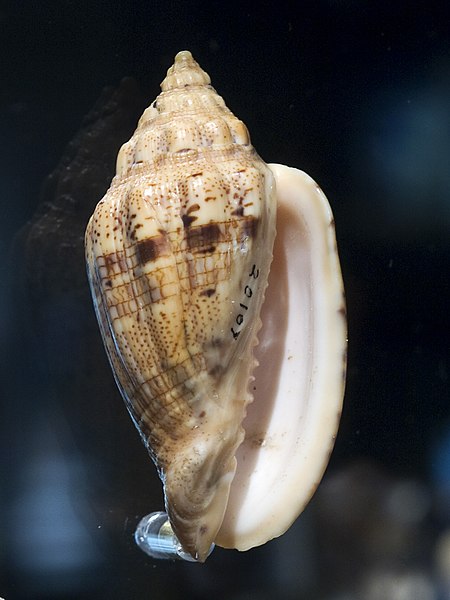 Voluta polypleura