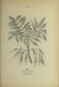 Plate 137 Fraxinus excelsior