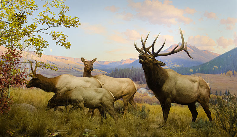 File:Wapiti diorama (cropped).jpg