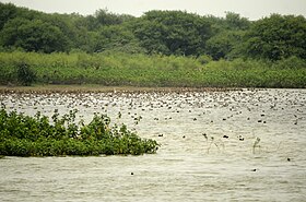 Waterfowls in Karaivetti Bird Sanctuary JEG3092.jpg